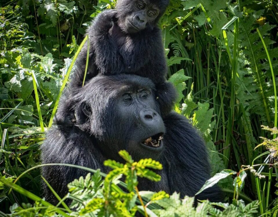 What is Uganda Gorilla Trekking and How Does It Differ from Game Drive Safaris?