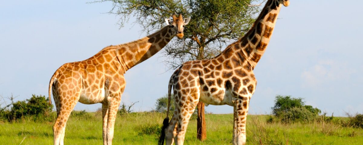 Where to Spot Giraffes in Uganda