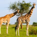 Where to Spot Giraffes in Uganda
