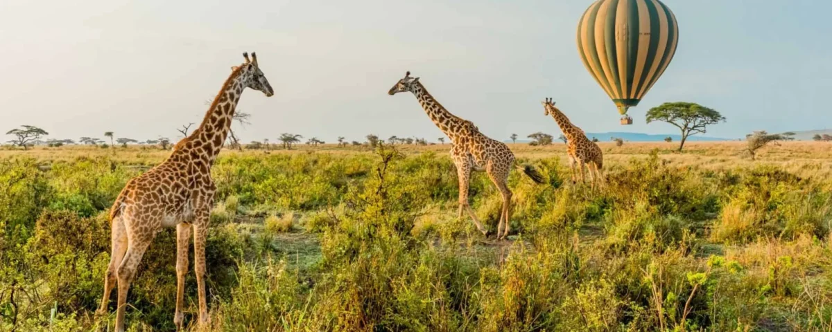 When to Visit East Africa for a Safari?