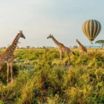 When to Visit East Africa for a Safari?