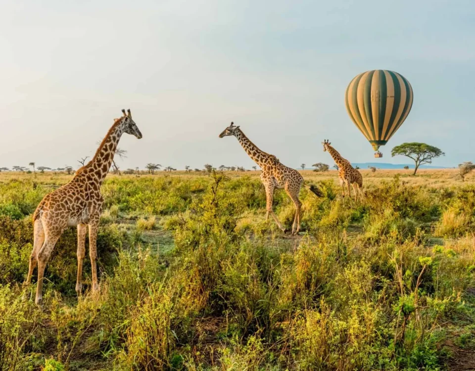 When to Visit East Africa for a Safari?