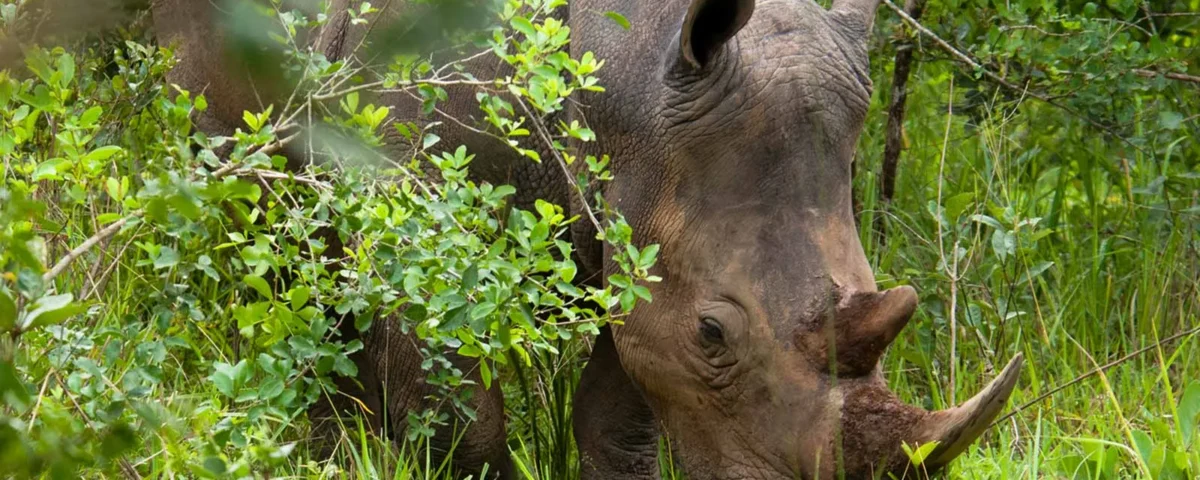 Why Is Ziwa Rhino Sanctuary Important for Conservation in Uganda?