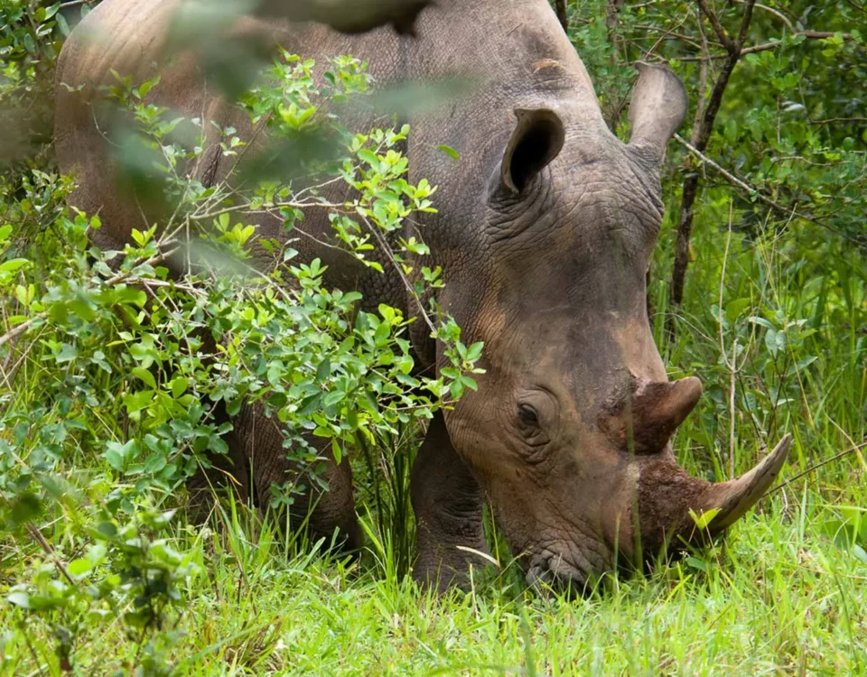 Why Is Ziwa Rhino Sanctuary Important for Conservation in Uganda?