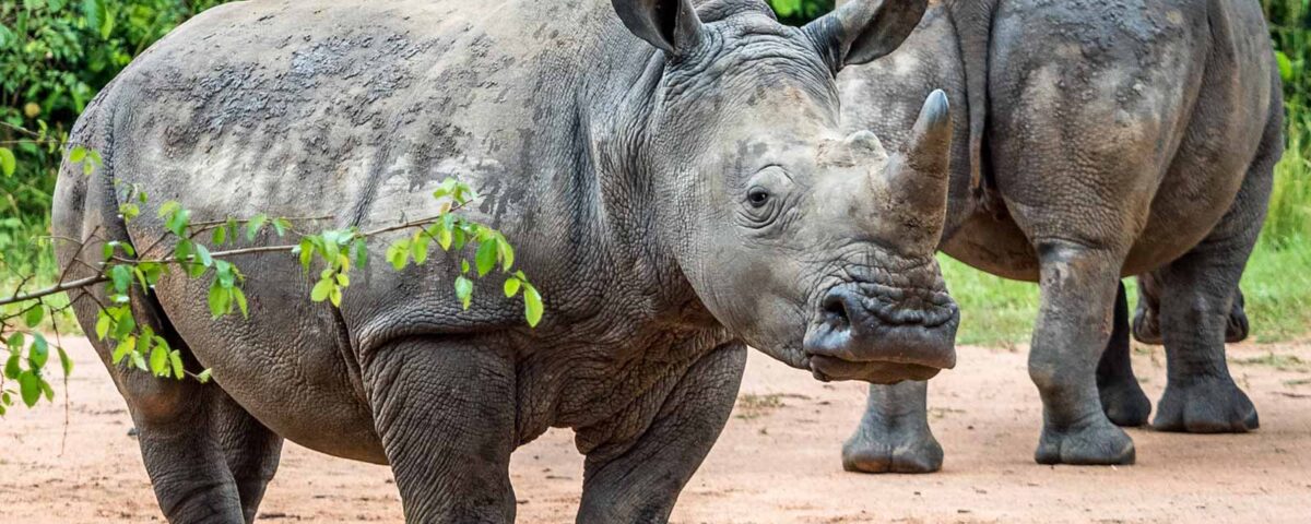 How Long Does a Rhino Tracking Activity Take at Ziwa Rhino Sanctuary?