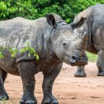 How Long Does a Rhino Tracking Activity Take at Ziwa Rhino Sanctuary?