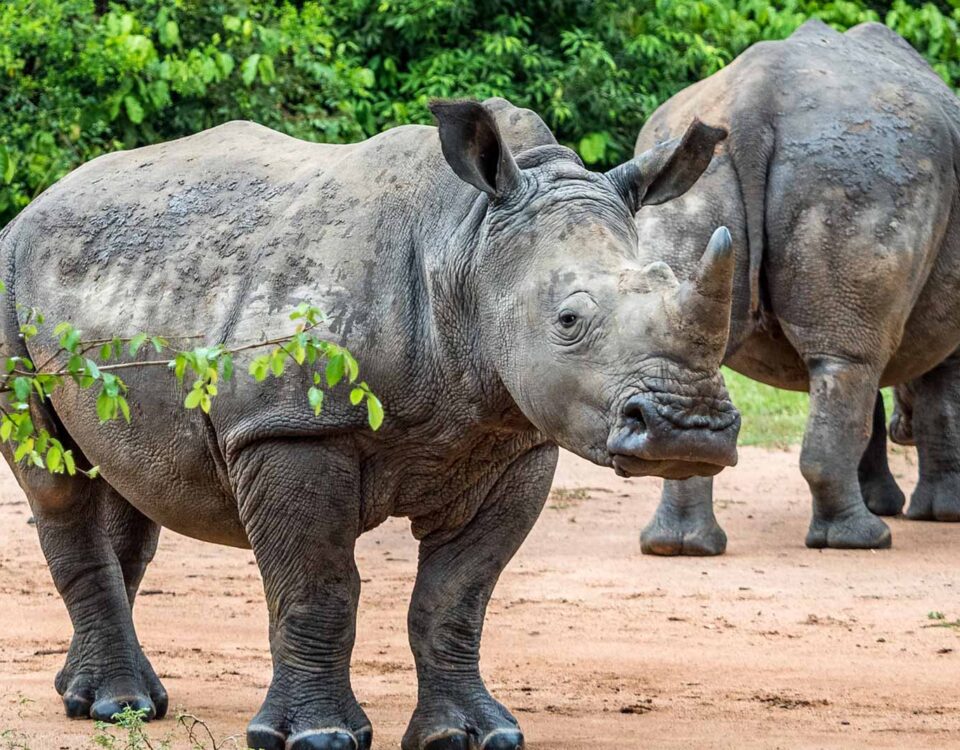 How Long Does a Rhino Tracking Activity Take at Ziwa Rhino Sanctuary?