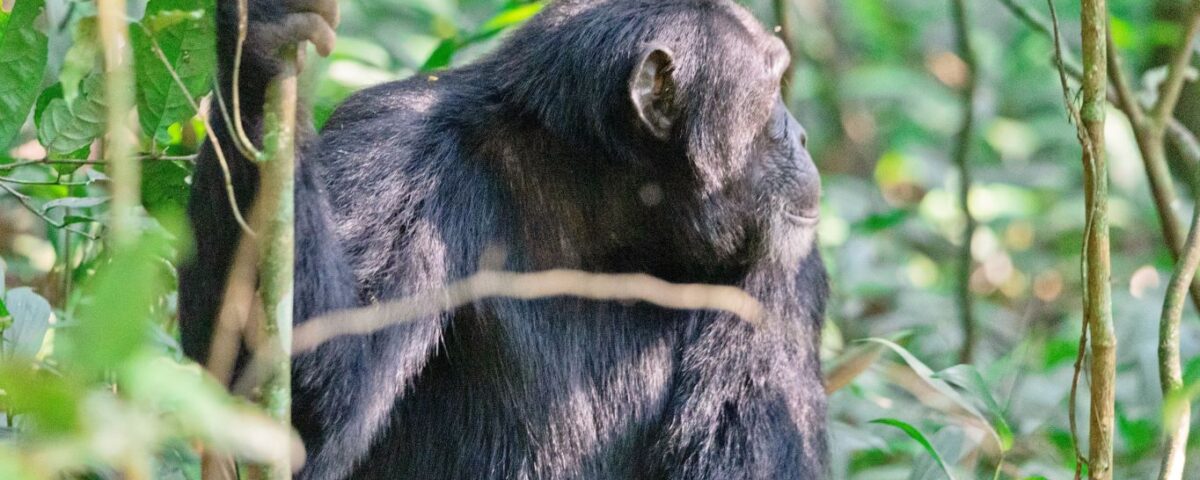 Can I Track Chimpanzees in Kibale Forest National Park?
