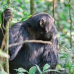 Can I Track Chimpanzees in Kibale Forest National Park?
