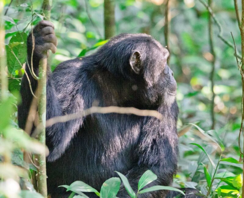 Can I Track Chimpanzees in Kibale Forest National Park?