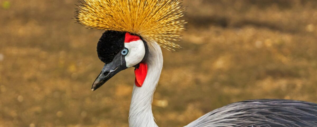 Are Birding Safaris Suitable for Families with Children?