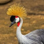 Are Birding Safaris Suitable for Families with Children?
