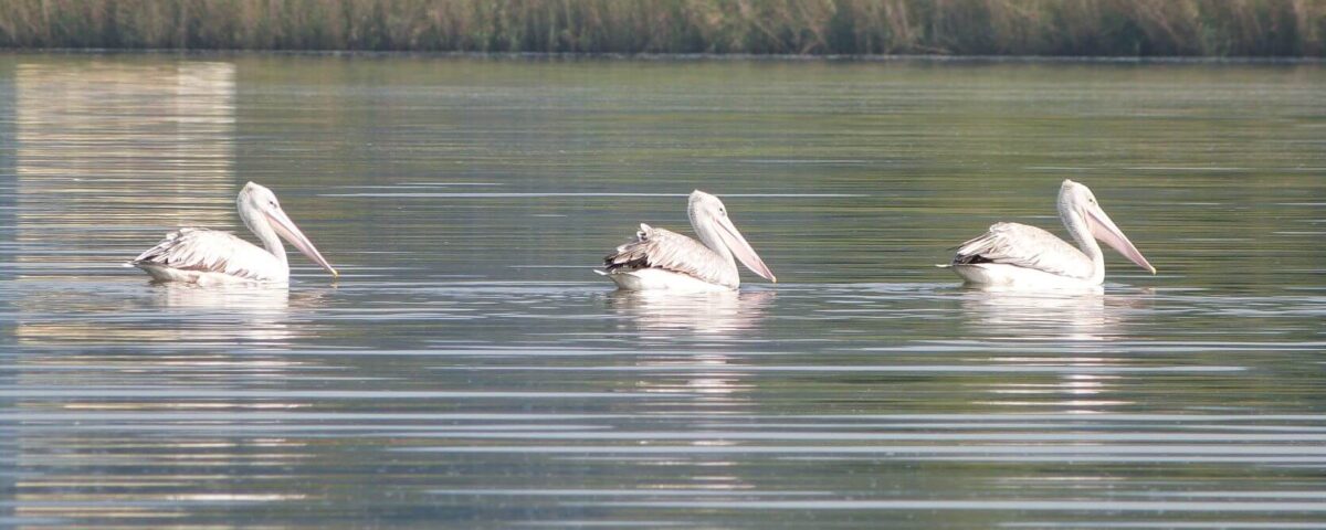 Can I Do Birding Around Lake Bunyonyi?