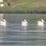 Can I Do Birding Around Lake Bunyonyi?