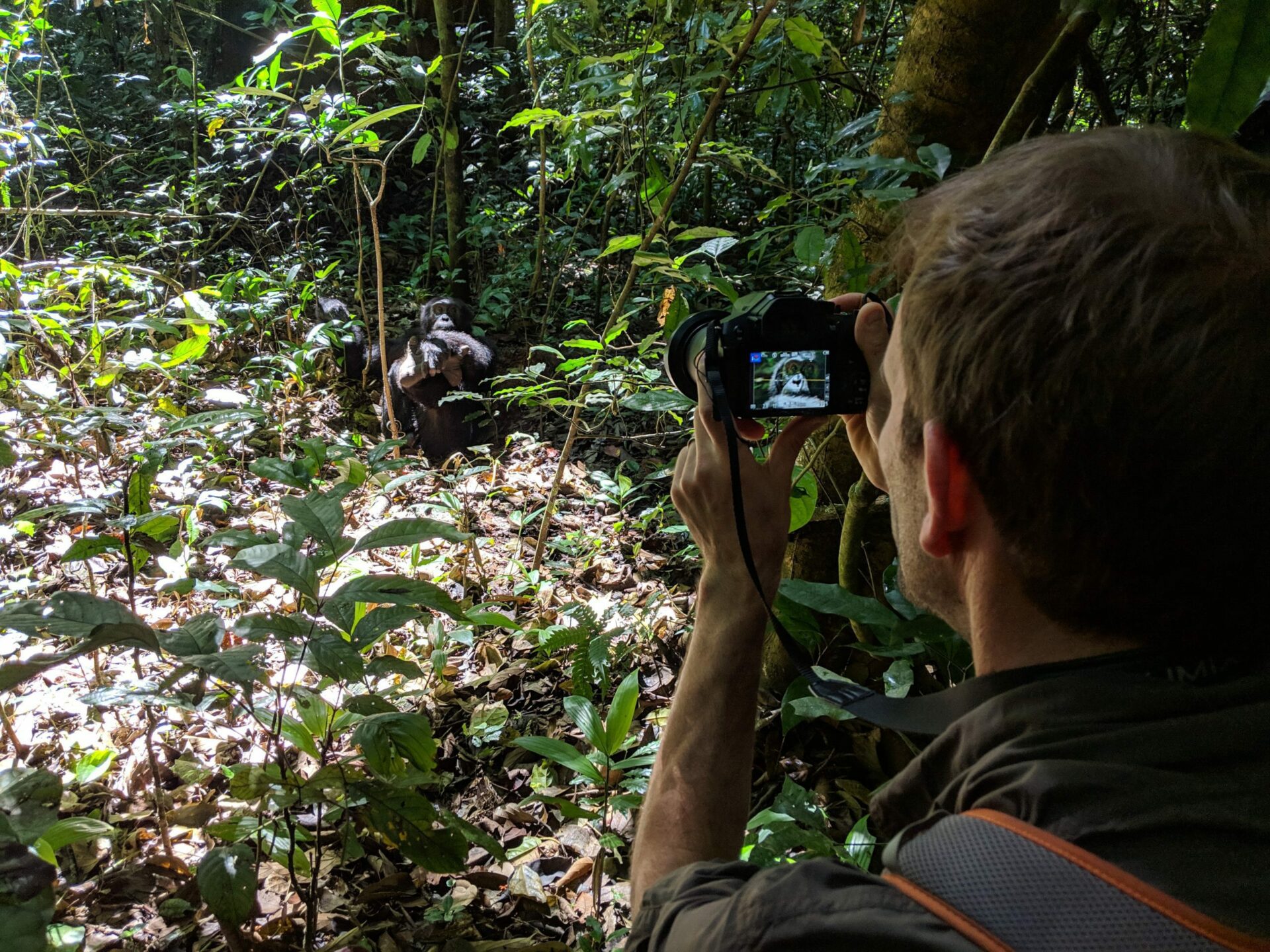Can I Take Photos of Chimpanzees During Tracking?