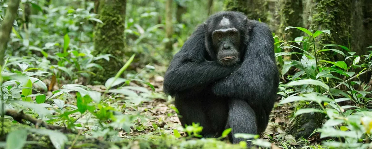 Can I Track Chimpanzees in Uganda and Rwanda in the Same Trip