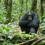 Can I Track Chimpanzees in Uganda and Rwanda in the Same Trip