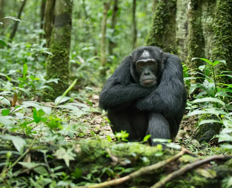 Can I Track Chimpanzees in Uganda and Rwanda in the Same Trip
