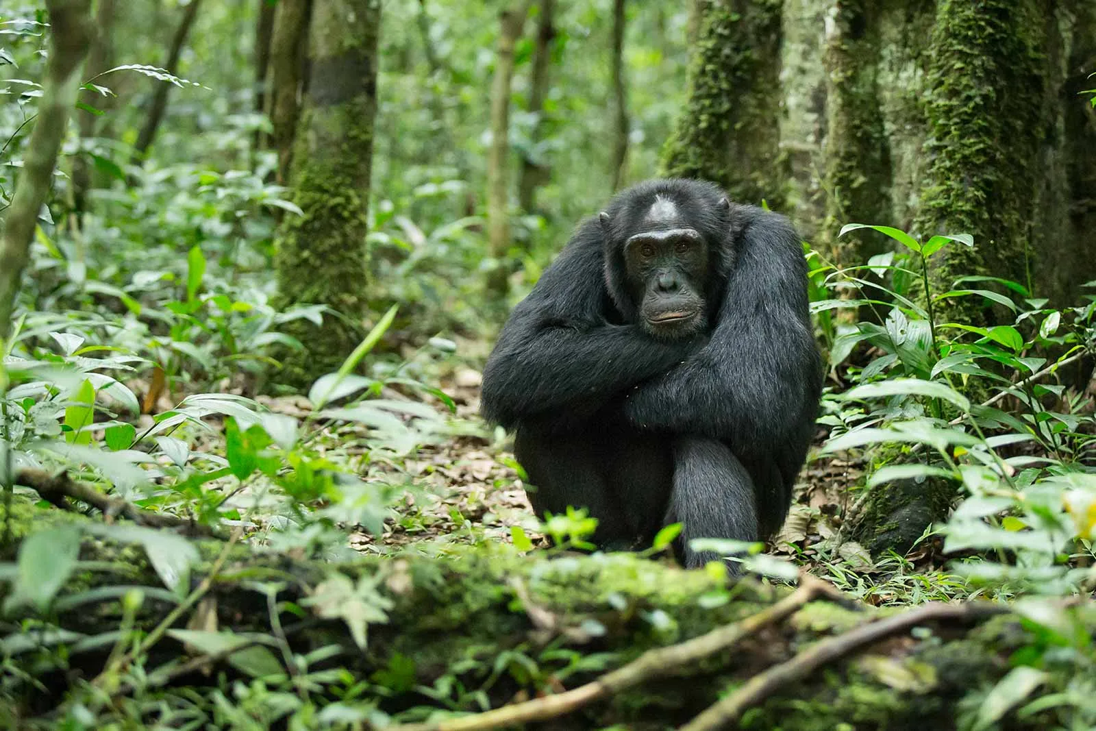 Can I Track Chimpanzees in Uganda and Rwanda in the Same Trip