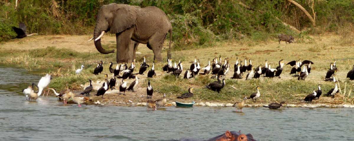 Can I See the Big Five During Uganda Wildlife Safaris?