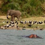 Can I See the Big Five During Uganda Wildlife Safaris?
