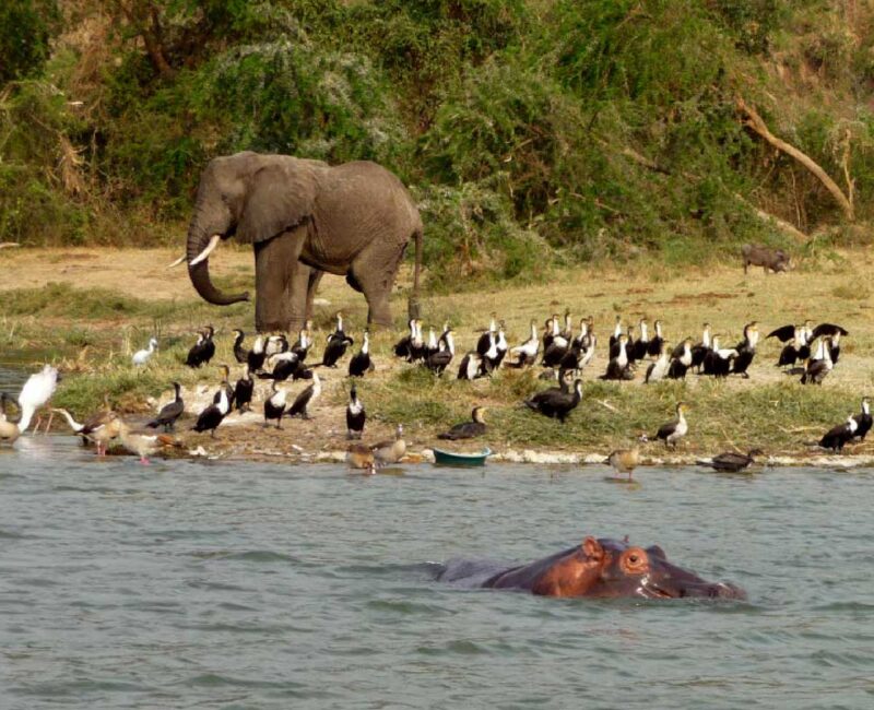 Can I See the Big Five During Uganda Wildlife Safaris?
