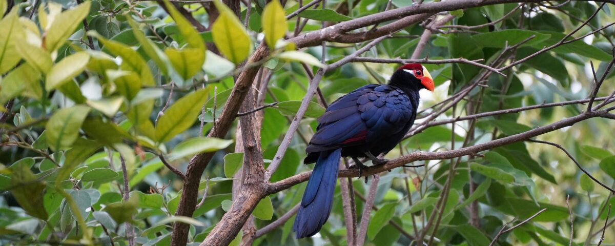 Do Birding Safaris Support Conservation in Uganda?