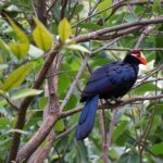 Do Birding Safaris Support Conservation in Uganda?