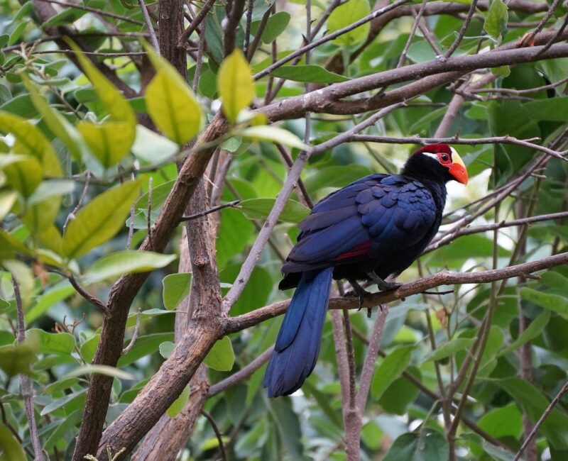 Do Birding Safaris Support Conservation in Uganda?