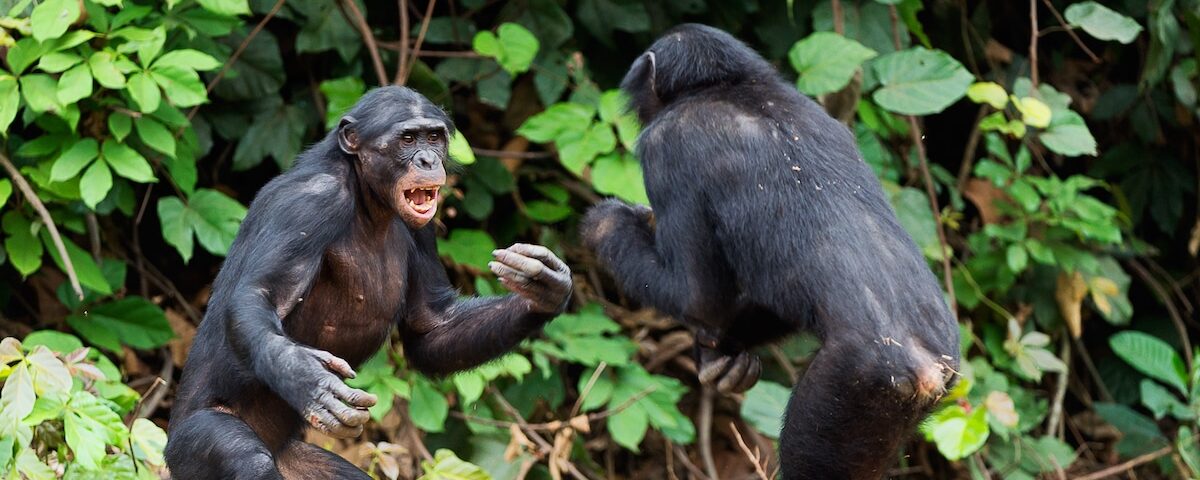 Do Chimpanzees Behave Aggressively When Tracked?