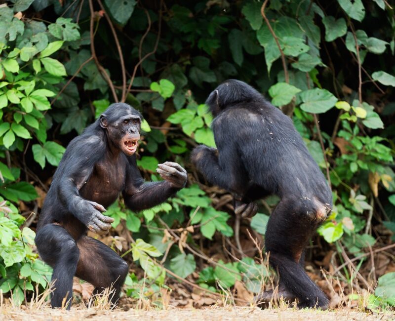 Do Chimpanzees Behave Aggressively When Tracked?