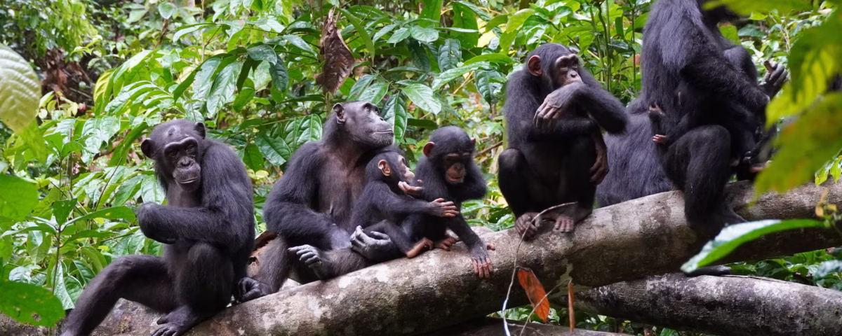 Do Chimpanzees Move in Groups or Individually During Tracking?