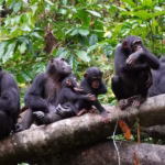 Do Chimpanzees Move in Groups or Individually During Tracking?
