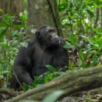 Can I Join a Chimpanzee Habituation Experience in Uganda?