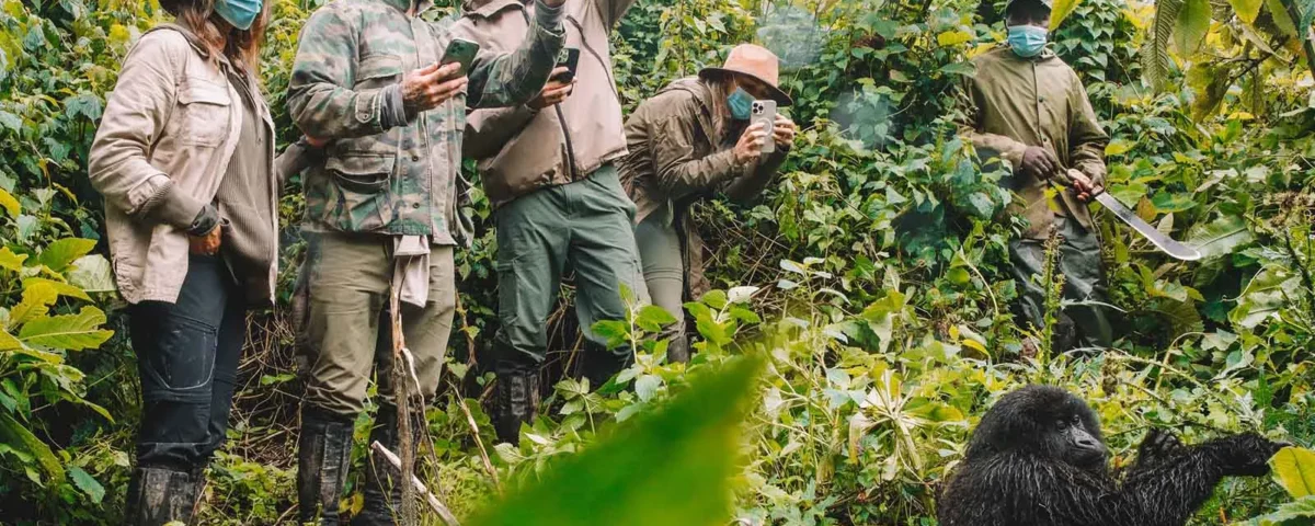 Can I Combine a Walking Safari with Gorilla Trekking?