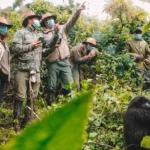 Can I Combine a Walking Safari with Gorilla Trekking?