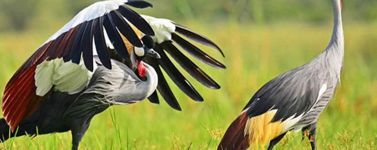 How Much Does a Uganda Birding Safari Cost?