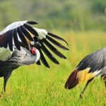 How Much Does a Uganda Birding Safari Cost?