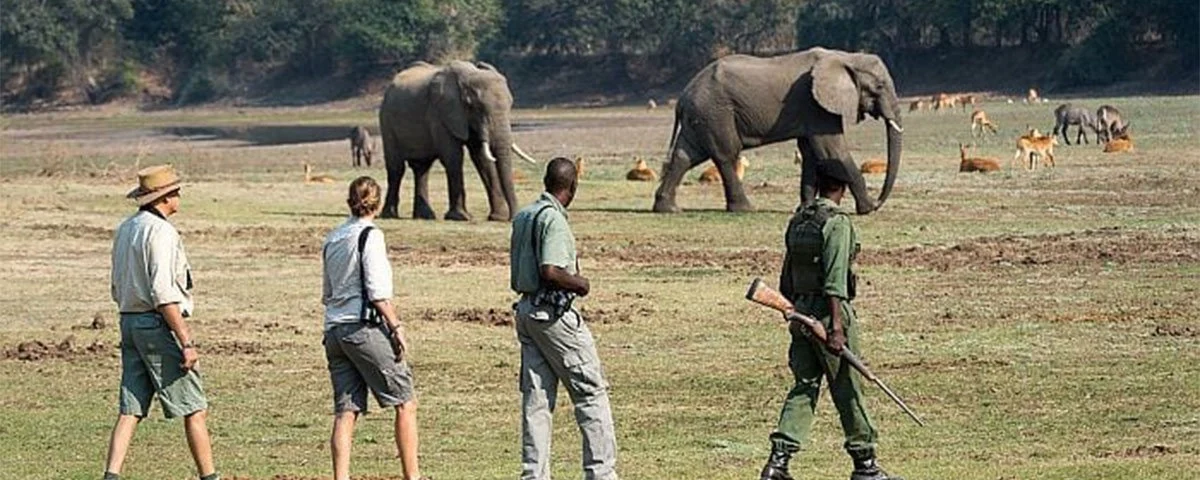 Are There Walking Safaris in Queen Elizabeth National Park?