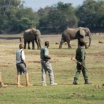 Are There Walking Safaris in Queen Elizabeth National Park?