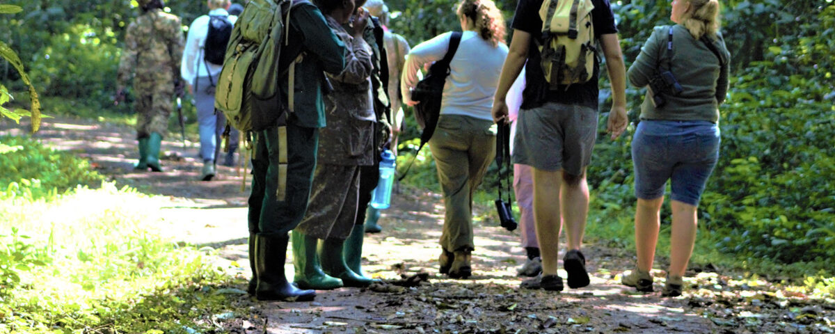 Are Walking Safaris Guided by Professional Rangers?