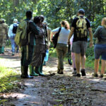 Are Walking Safaris Guided by Professional Rangers?