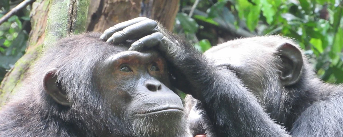 Where Can I Track Chimpanzees in Rwanda?