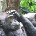 Where Can I Track Chimpanzees in Rwanda?