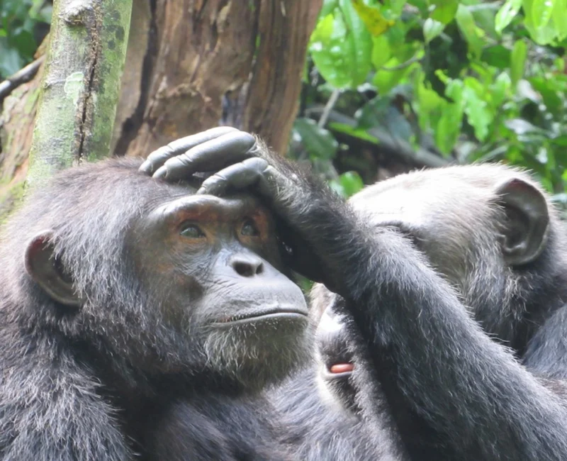 Where Can I Track Chimpanzees in Rwanda?