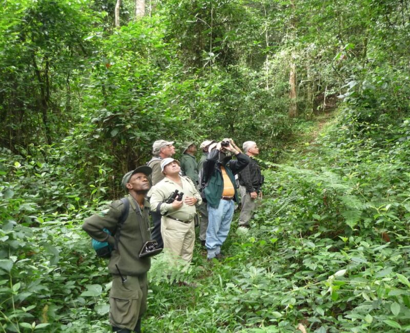 Are Local Bird Guides Available in Uganda?