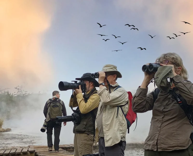 Birding Safaris Guided by Professional Ornithologists