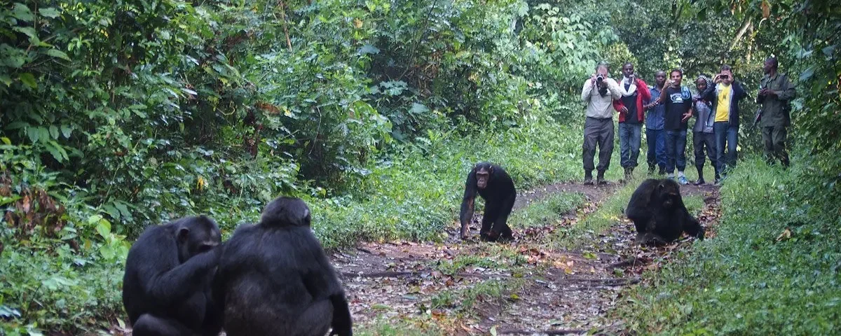 Can I Take Photos of Chimpanzees During Tracking?