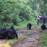 Can I Take Photos of Chimpanzees During Tracking?