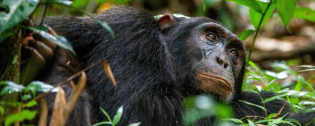 Do I Need to Be Fit for Chimpanzee Tracking in Uganda?